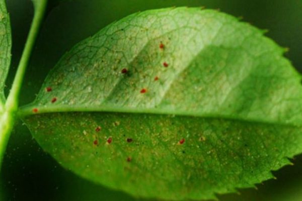 Φύλλο που επηρεάζεται από ακάρεα αράχνη
