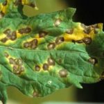 Signes de streptoria