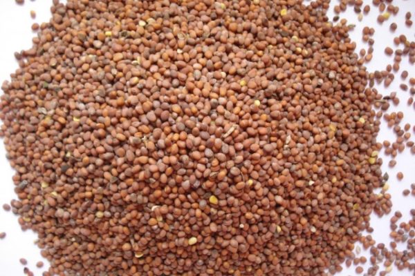 Fruits of oil radish