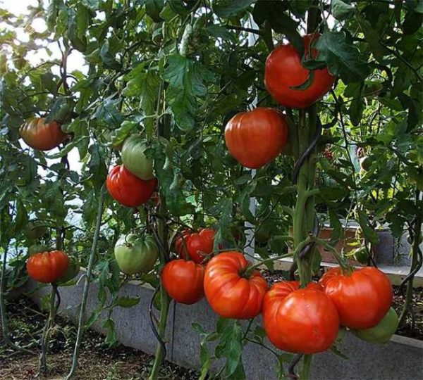 Une rangée de tomates dans la serre