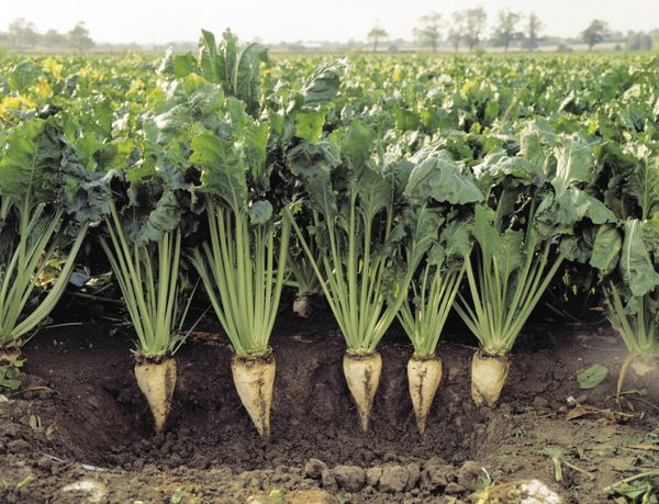  Cultivation technology of sugar beet