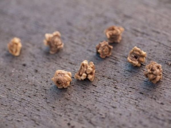 Σπόροι ζαχαρότευτλων