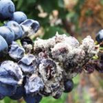 Γκρίζα σήψη