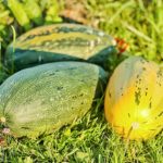 Тиква gribovskaya duktodorya