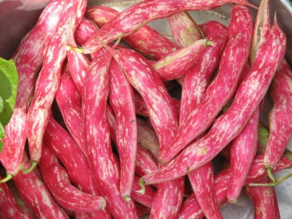 Spargelbohne Turchin