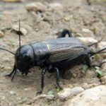 Steppe cricket