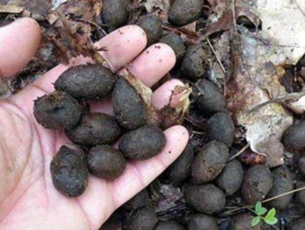 Fumier de lapin frais