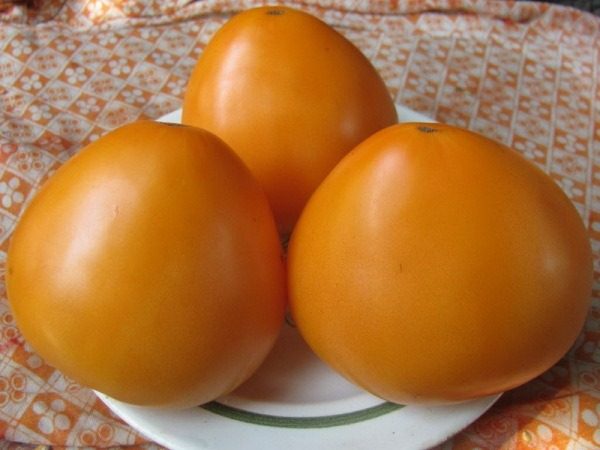 Tomate Coeur de taureau orange