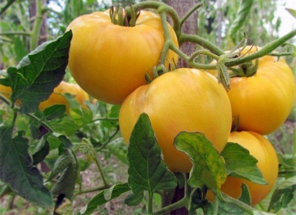 Tomate jaune géant