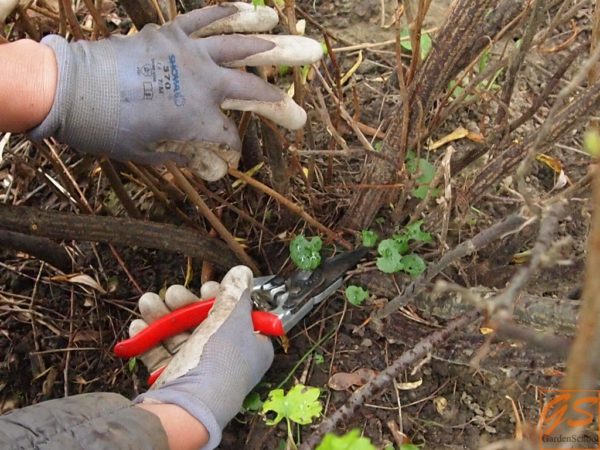 Buissons de groseilles