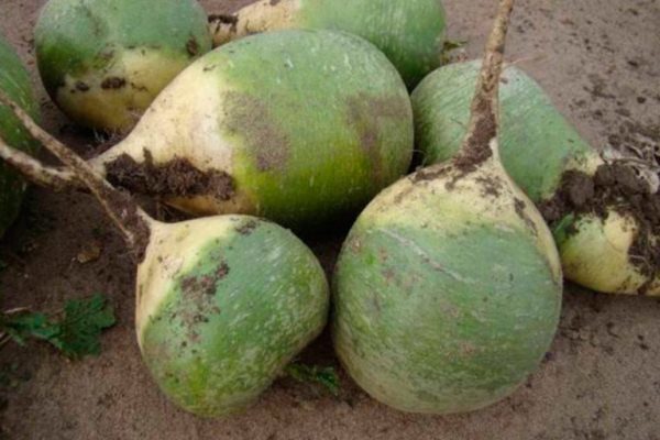 المحاصيل الجذرية من الفجل Margelansky أفضل نظيفة قبل بداية الطقس البارد