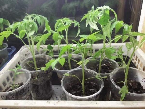 Bison De Sucre De Semis De Tomate