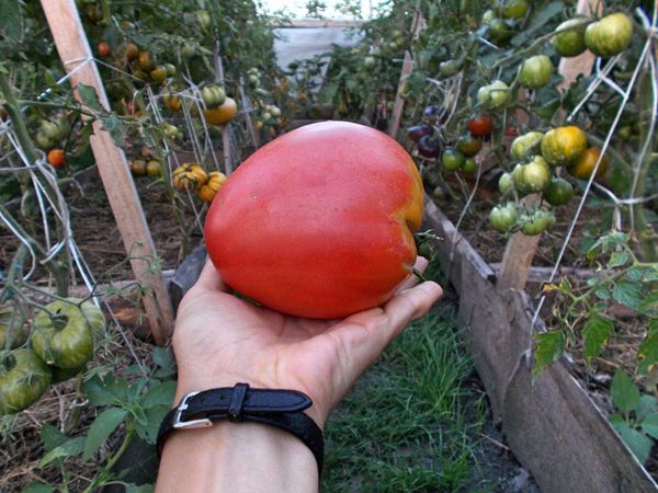 Os melhores tomates de baixo crescimento