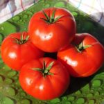 Os melhores tomates de baixo crescimento