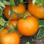As melhores variedades grandes de tomates