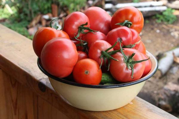 Les meilleures variétés de tomates déterminantes pour les serres en Sibérie