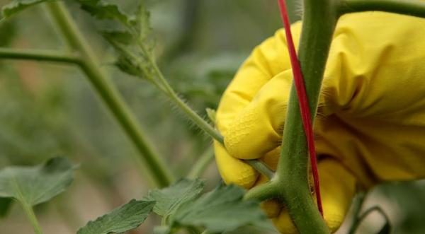 Si vous ne retirez pas les tomates, elles se développeront puissamment et la plante se transformera en un arbuste à tiges multiples avec de nombreuses fleurs.