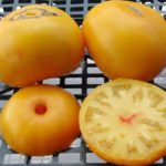 Primeiras notas iniciais