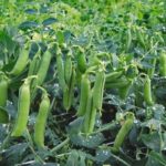 Μπιζέλια λαχανικών