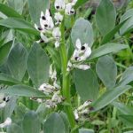 Ευρεία φασόλι