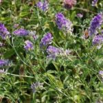 Αλιευτική φύτευση