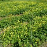 Λευκή μουστάρδα