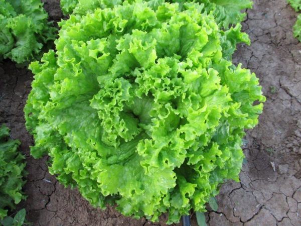 Разнообразие от батавия