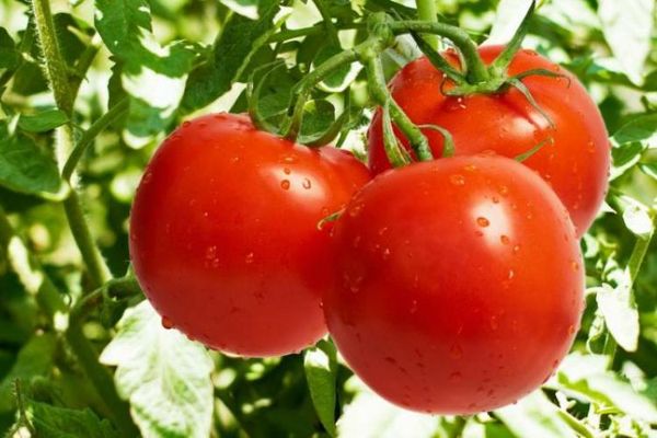 Les meilleures variétés de tomates déterminantes pour les serres en Sibérie
