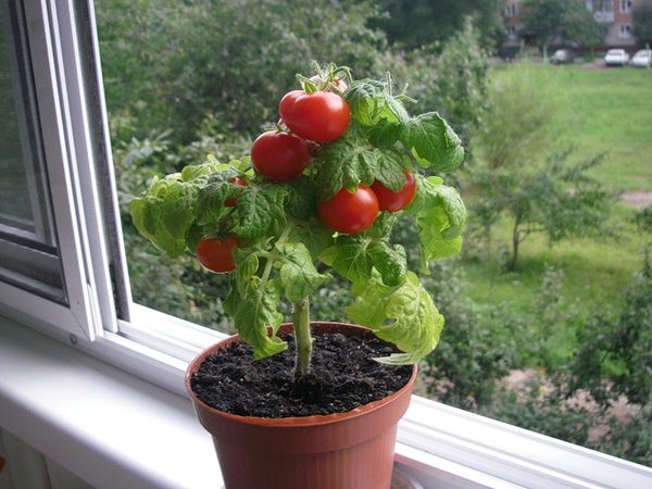 L'acide borique est particulièrement utile dans les tomates cultivées à la maison