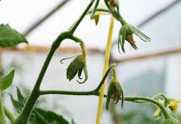 Avec un manque d'arbustes de bore fleurissent légèrement et les ovaires tombent