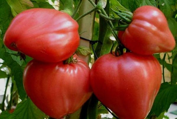 Les meilleures variétés de tomates déterminantes pour les serres en Sibérie