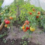 Os melhores tomates de baixo crescimento