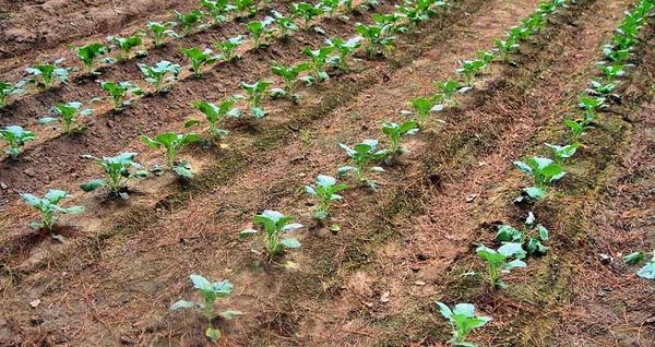L'atterrissage est effectué selon le schéma 35x60 cm