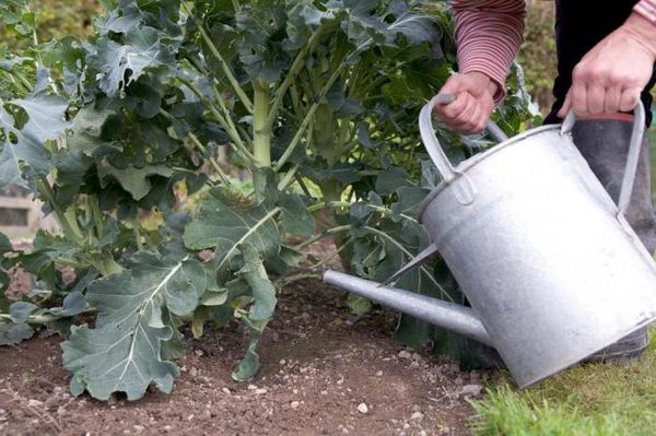 L'arrosage du brocoli est effectué une fois par semaine.