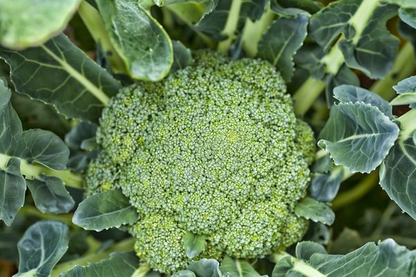 Le brocoli est cueilli jusqu'à ce que les fleurs s'ouvrent.