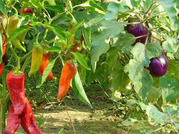  The neighborhood eggplant with other vegetables in the greenhouse