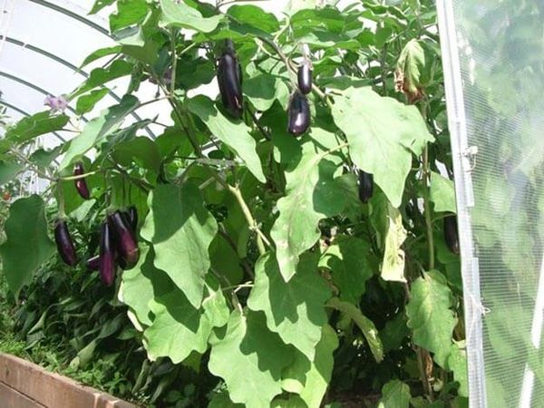 Keep in mind that eggplants need a lot of light and dry hot air.