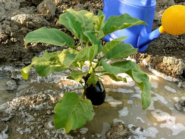 Watering eggplant and cucumbers is done with exceptionally warm water.