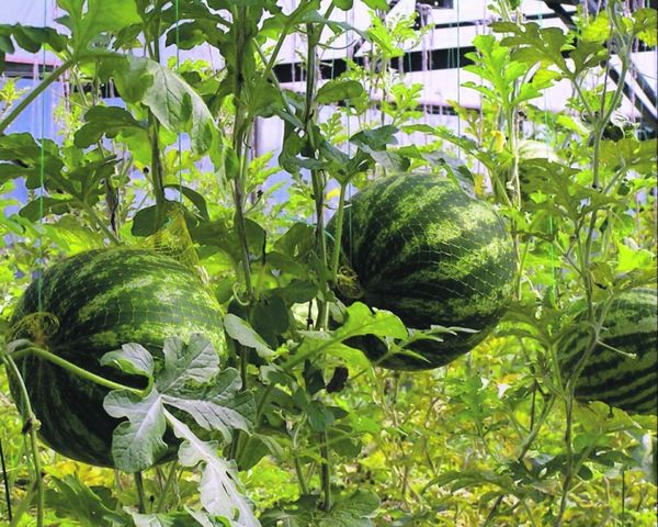 Watermelons are perfect neighbors for eggplant