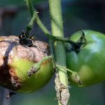 White plaque or how to treat against rot?