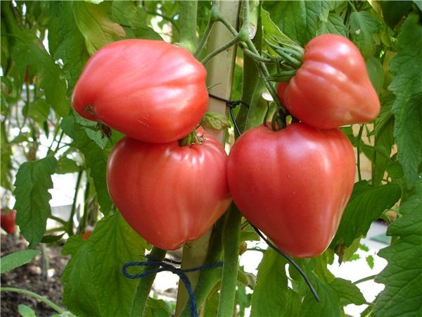 As melhores variedades grandes de tomates