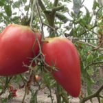 Les tomates de serre en polycarbonate les plus productives