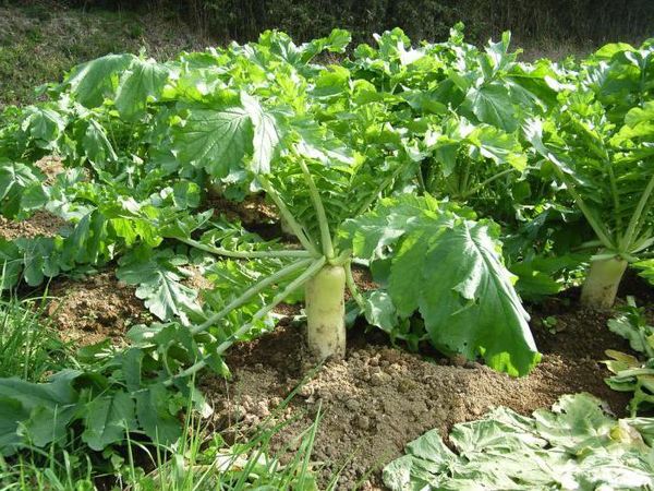 Daikon расте добре в неутрална или слабо киселинна среда.