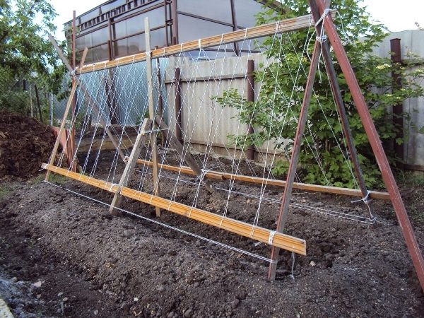 H-shaped trellis for tomatoes