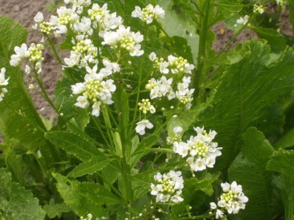 Flower plant horseradish