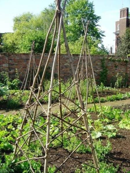 Трелис Уигуам