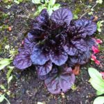 Tipi di foglie di lattuga