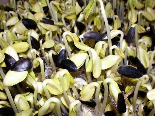 Graines de tournesol germées