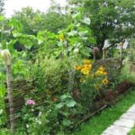 Clôture de tournesol