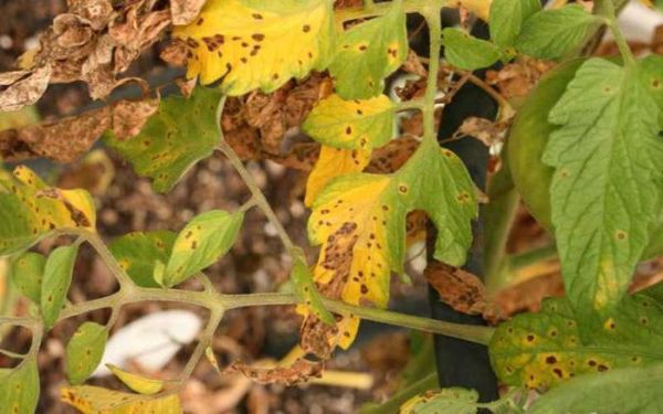 В процеса на растеж първите листа, които изглеждат, започват да се зараждат и трябва да бъдат премахнати.